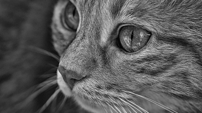 Los Ojos de Gato