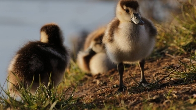 Un Hogar Pato’Da la Vida