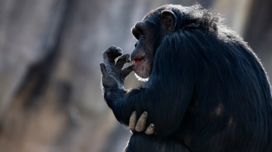 Terraplanismos Múltiples