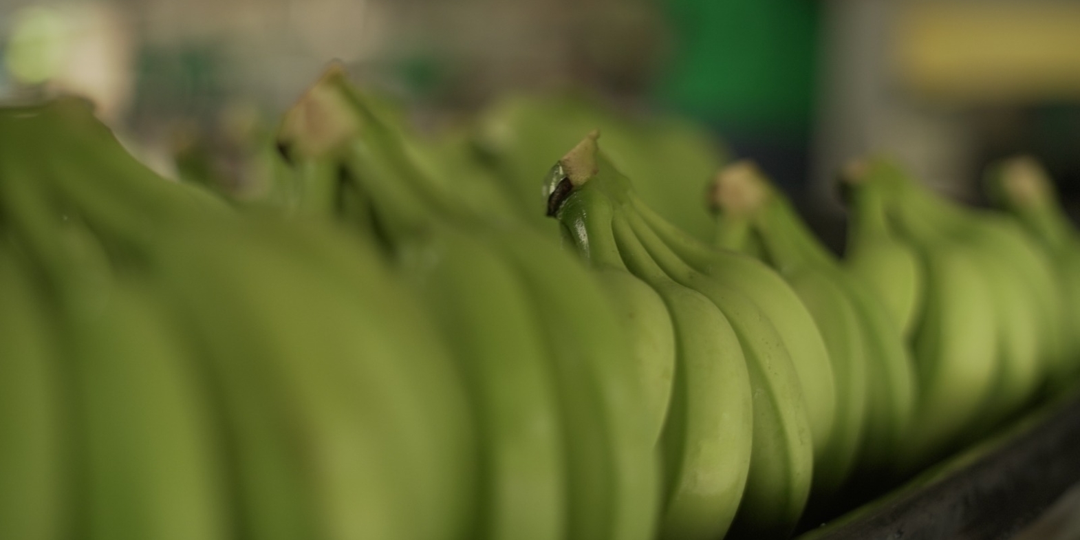 Banano (3)