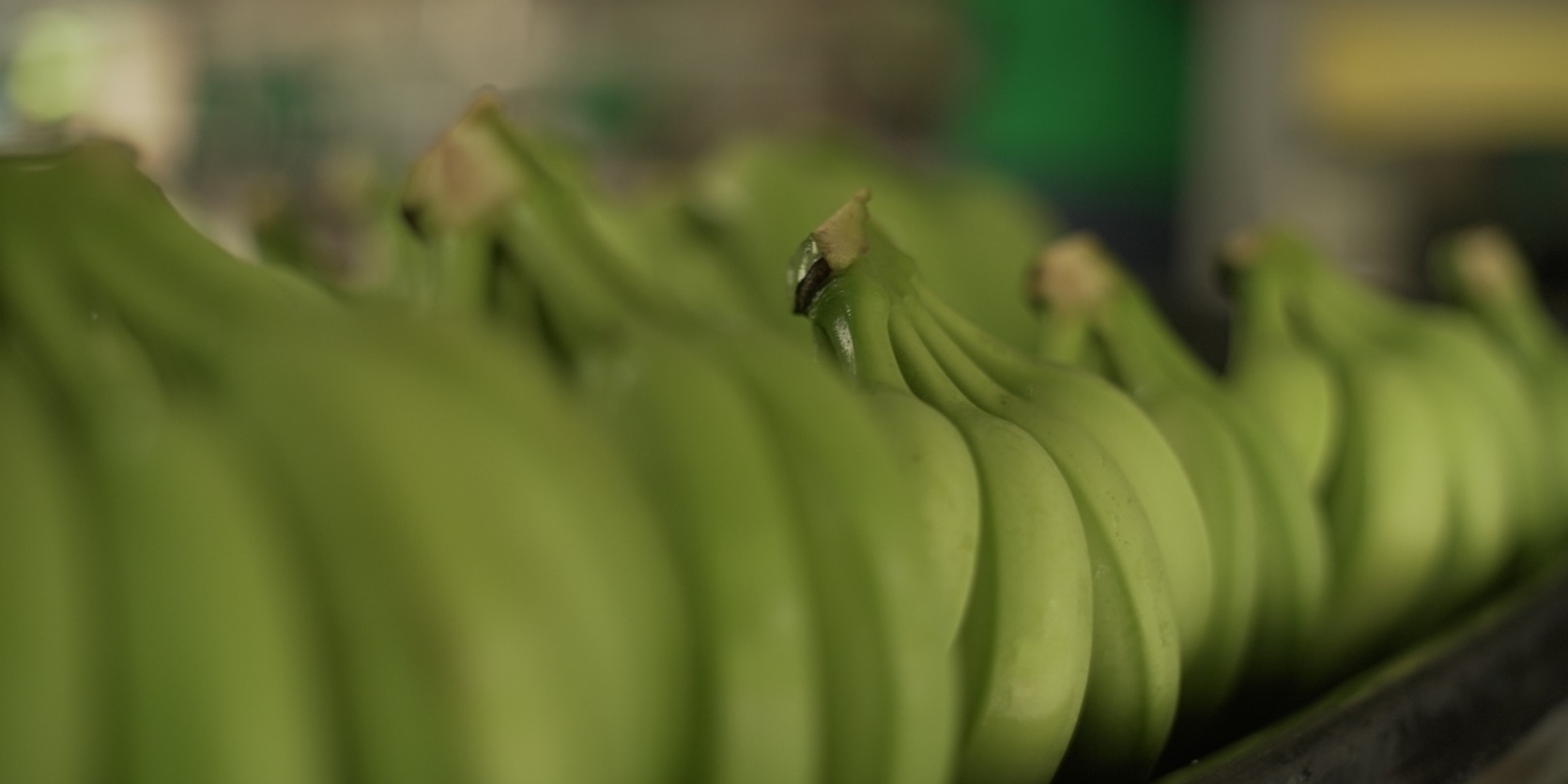 Banano (3)