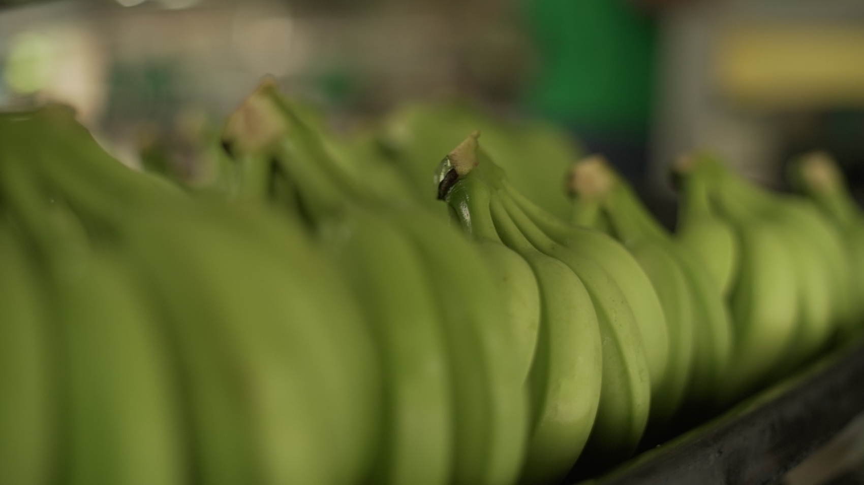 Banano (3)