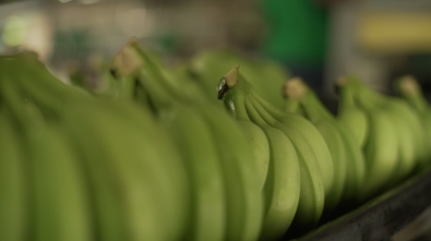 Banano (3)